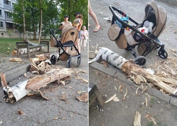 В Кишинёве на скамейку, где сидела женщина с ребёнком, упало большое дерево