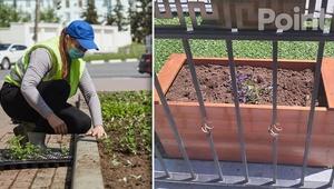 Власти Чадыр-Лунги обратились к тем, кто ворует уличные растения: Подарим их вам